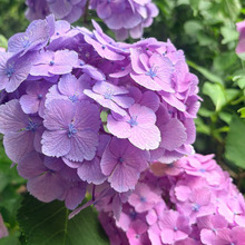 雨の静けさに映える、色鮮やかな紫陽花