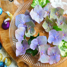 え?!知らなかった…紫陽花の終わりの美しさ