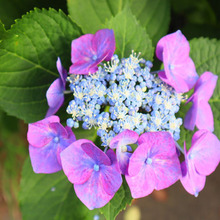 長く楽しみたい方はやってみて!水が下がりやすい紫陽花の水揚げ方法