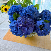 大雨で折れた紫陽花をお部屋で楽しむ