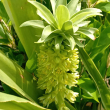 パイナップルの花言葉を知るきっかけに!花壇で思わず二度見した夏の花!