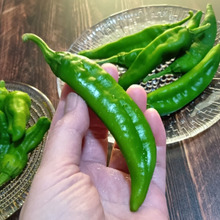 農家直送・地元産!朝どり万願寺とうがらし&生で食べられるサラダ甘長?!おいしい一本の選び方