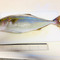天然魚クエスト日本海の島根県浜田市から届きま...