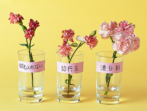 切り花を長くもたせるには漂白剤がおすすめ 暮らしニスタ 切り花を長くもたせるには漂白剤がおすすめ 暮らしニスタ