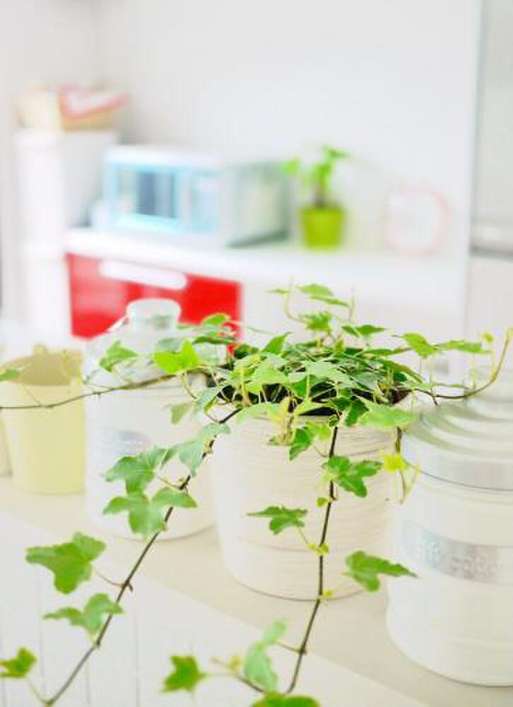 キッチンのグリーンが癒やしアイテムに 暮らしニスタ キッチンのグリーンが癒やしアイテムに 暮らしニスタ