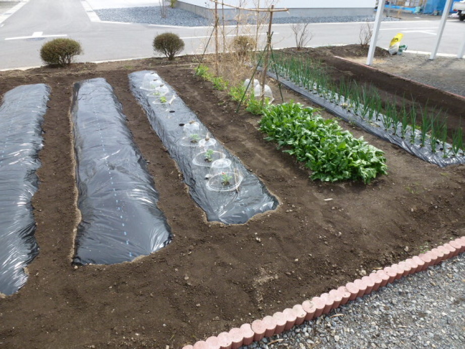 我が家の家庭菜園