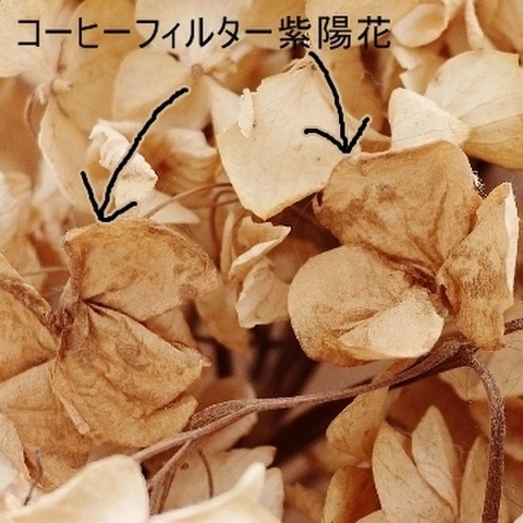 コーヒーフィルターで紫陽花ドライ風 暮らしニスタ コーヒーフィルターで紫陽花ドライ風 暮らしニスタ