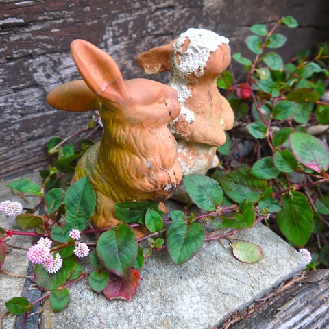 インテリアにも お庭のグランドカバーにオススメの多年草 ヒメツルソバ 暮らしニスタ インテリアにも お庭のグランドカバーにオススメの多年草 ヒメツルソバ 暮らしニスタ