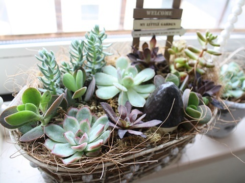 私の癒しtime 多肉いじり 暮らしニスタ 私の癒しtime 多肉いじり 暮らしニスタ