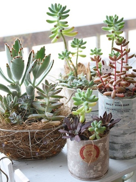 私の癒しtime 多肉いじり 暮らしニスタ 私の癒しtime 多肉いじり 暮らしニスタ