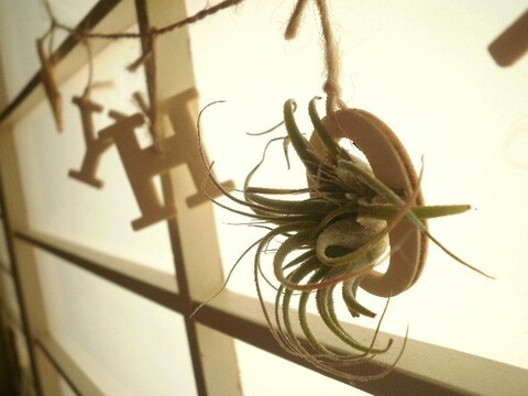 100均エアプランツ 簡単可愛い飾り方 暮らしニスタ 100均エアプランツ 簡単可愛い飾り方 暮らしニスタ