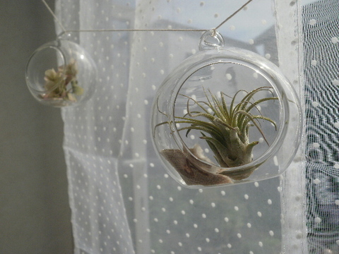 100均エアプランツ 簡単可愛い飾り方 暮らしニスタ