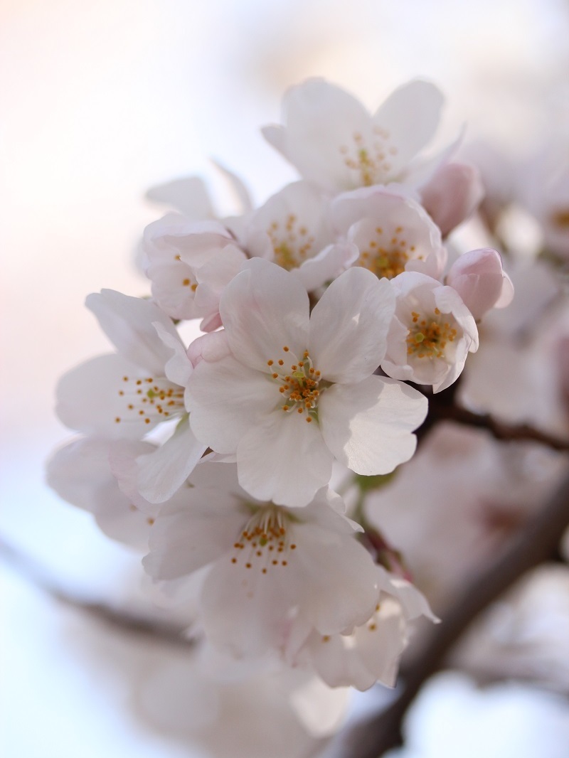 桜に桜をかぶせて