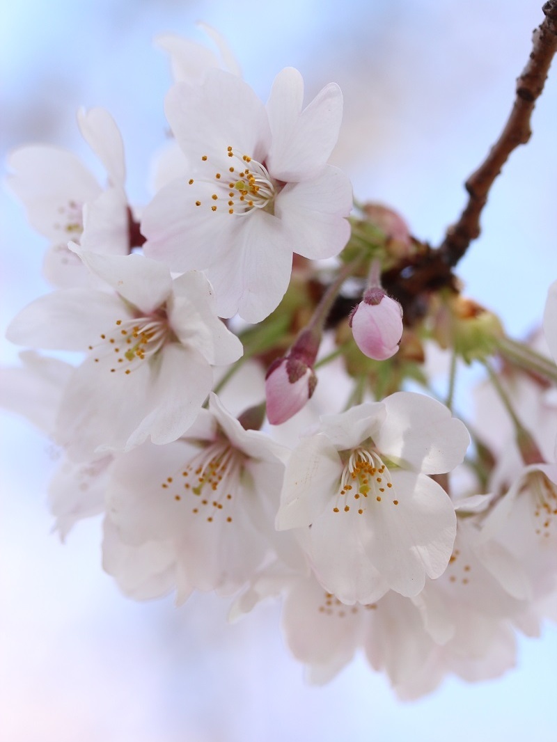 桜をよりドラマチックに　～桜の撮影ポイント☆