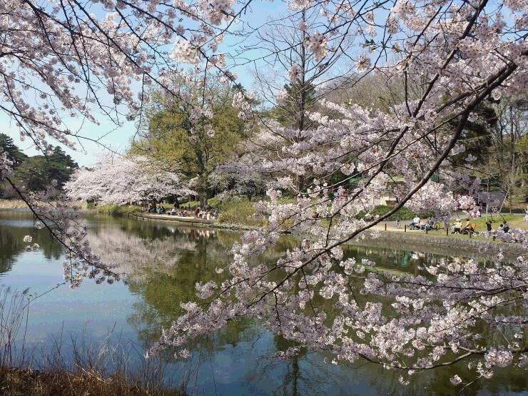 お花見　～大宮公園～