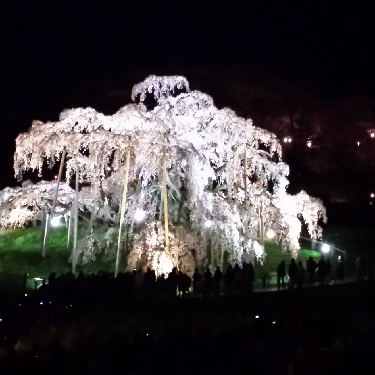 【お出かけ情報】満開！三春滝桜