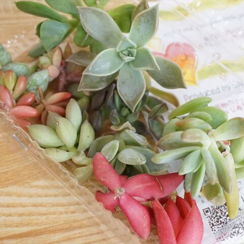 多肉植物生活始めました 初心者の挿し穂 挿し葉のススメ 暮らしニスタ