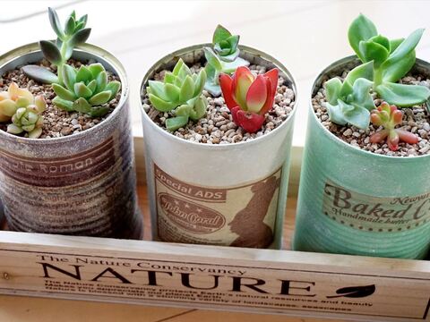 多肉植物生活始めました 初心者の挿し穂 挿し葉のススメ 暮らしニスタ 多肉植物生活始めました 初心者の挿し穂 挿し葉のススメ 暮らしニスタ