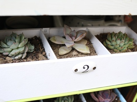 100均木箱で 多肉植物を楽しむ 暮らしニスタ 100均木箱で 多肉植物を楽しむ 暮らしニスタ