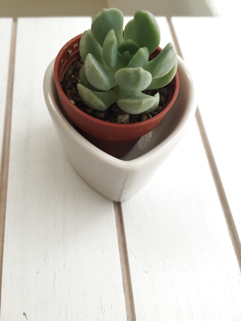 多肉植物の入れ物をシャービックに 暮らしニスタ 多肉植物の入れ物をシャービックに 暮らしニスタ