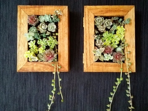 100均木箱で箱入り多肉インテリアを手作り 暮らしニスタ