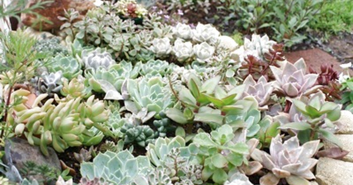 多肉ガーデン ２０１５年７月 暮らしニスタ