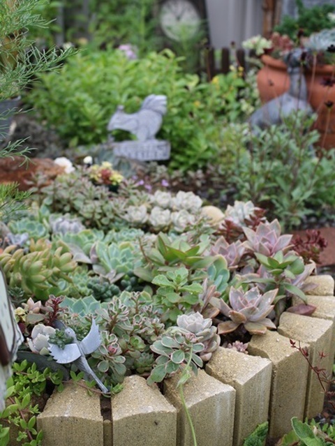 多肉ガーデン 2015年7月 暮らしニスタ