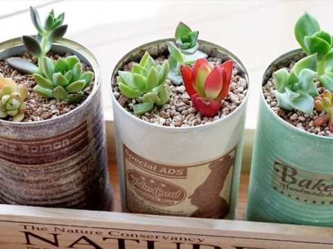 多肉植物が超キュート 寄せ植えの作り方 飾り方が知りたい 暮らしニスタ 多肉植物が超キュート 寄せ植えの作り方 飾り方が知りたい 暮らしニスタ