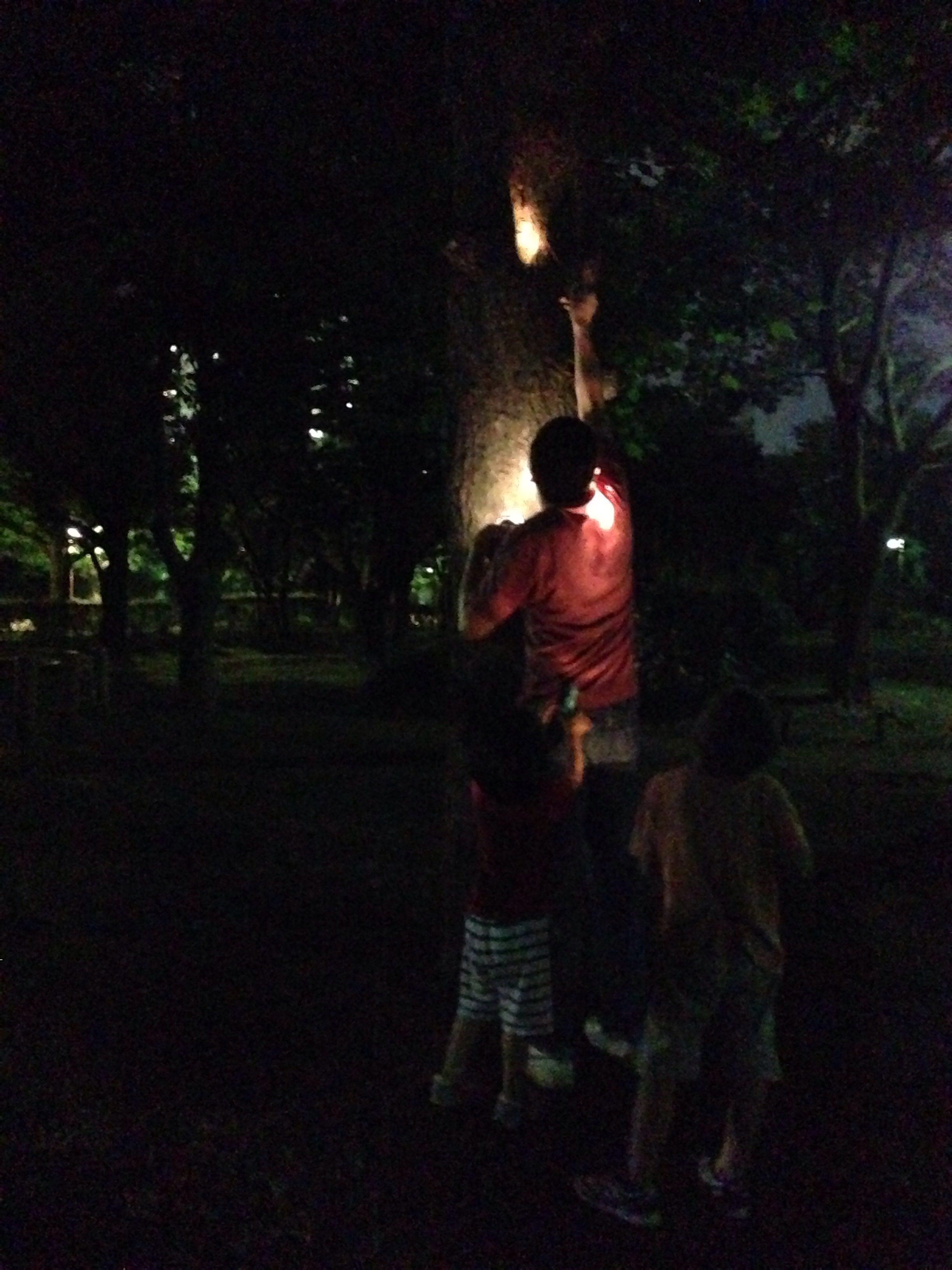 夜の公園に羽化前の蝉を探しに行こう♪