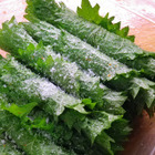 大葉って冷凍できるの その他の保存方法もチェック 暮らしニスタ