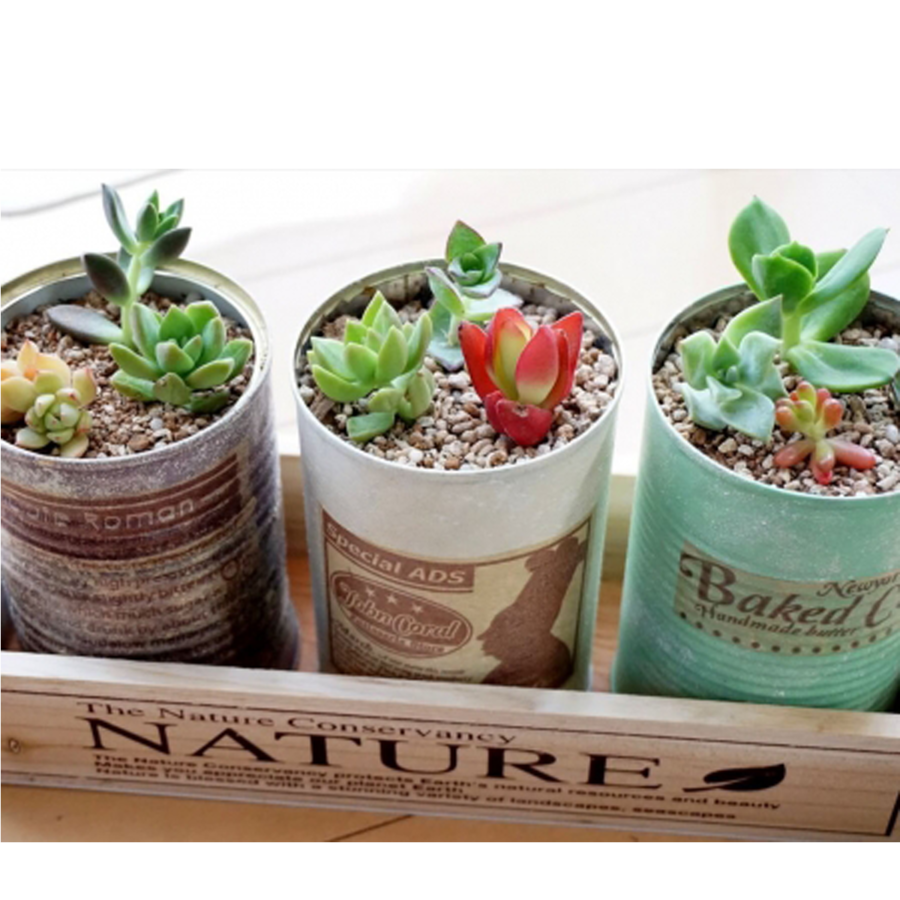 多肉植物が超キュート 寄せ植えの作り方 飾り方が知りたい 暮らしニスタ