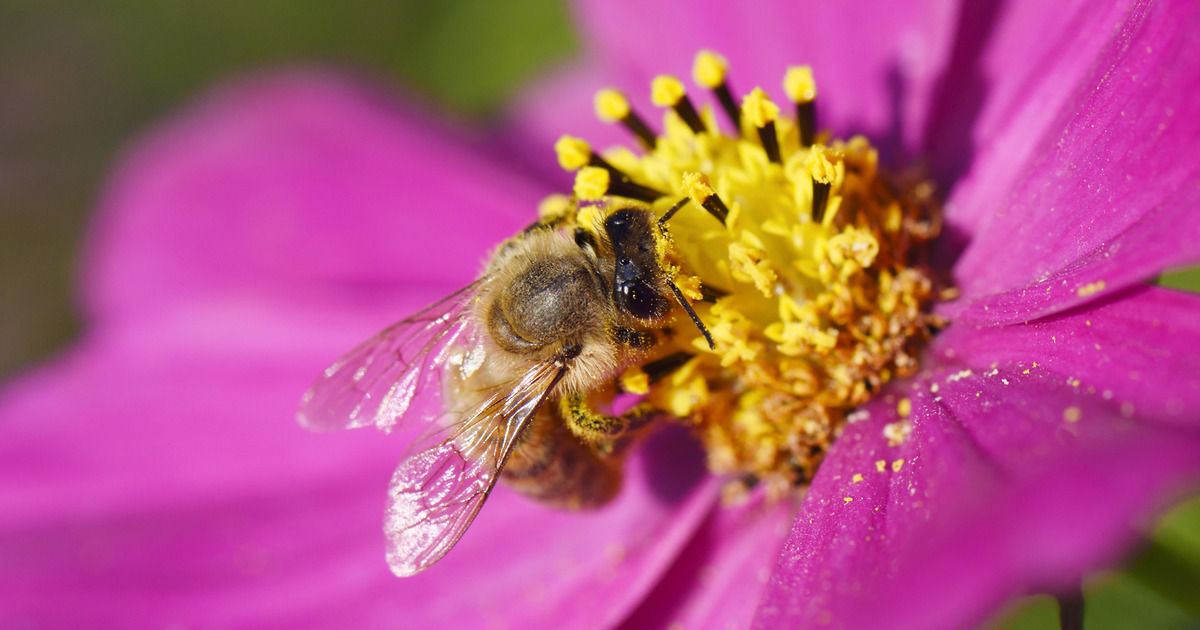 花粉を食べて花粉症予防 次にくるのはスーパーフード ビーポーレン 暮らしニスタ