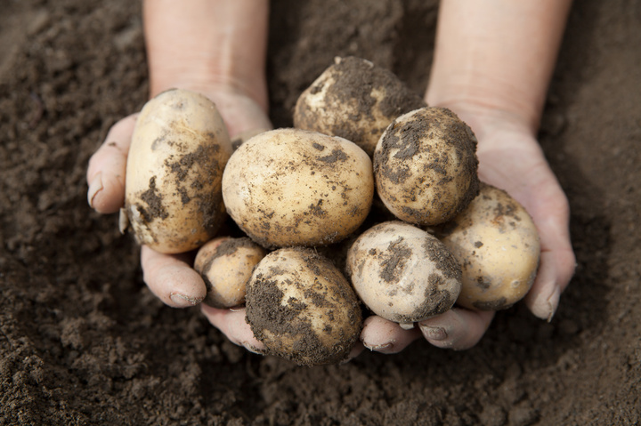 老化防止にも◎オーガニック生活を極める「ホールフードライフ」とは?