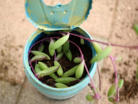 3ステップで簡単 多肉植物の増やし方 暮らしニスタ 3ステップで簡単 多肉植物の増やし方 暮らしニスタ