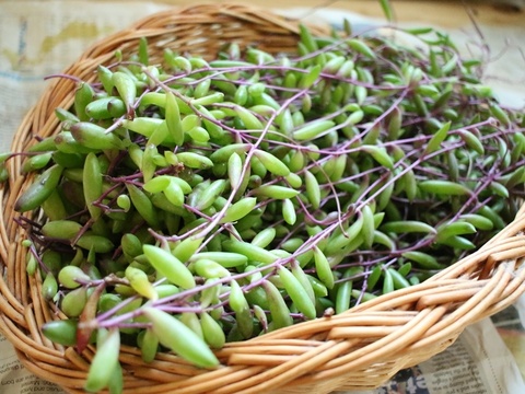 3ステップで簡単 多肉植物の増やし方 暮らしニスタ 3ステップで簡単 多肉植物の増やし方 暮らしニスタ