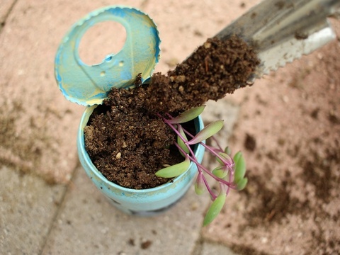 3ステップで簡単 多肉植物の増やし方 暮らしニスタ 3ステップで簡単 多肉植物の増やし方 暮らしニスタ