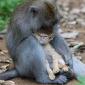 野生のサルが仔猫を慈しむ姿に感動！バリ島の「マカクザル」