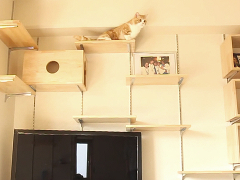 猫が喜ぶ キャットウォークのある家 猫のためのリノベーション 暮らしニスタ 猫が喜ぶ キャットウォークのある家 猫のためのリノベーション 暮らしニスタ