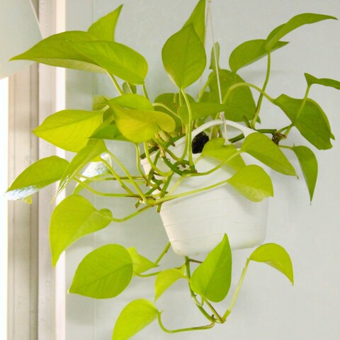 ワイヤークラフトで エアプランツと観葉植物を浴室ディスプレイ 暮らしニスタ ワイヤークラフトで エアプランツと観葉植物を浴室ディスプレイ 暮らしニスタ
