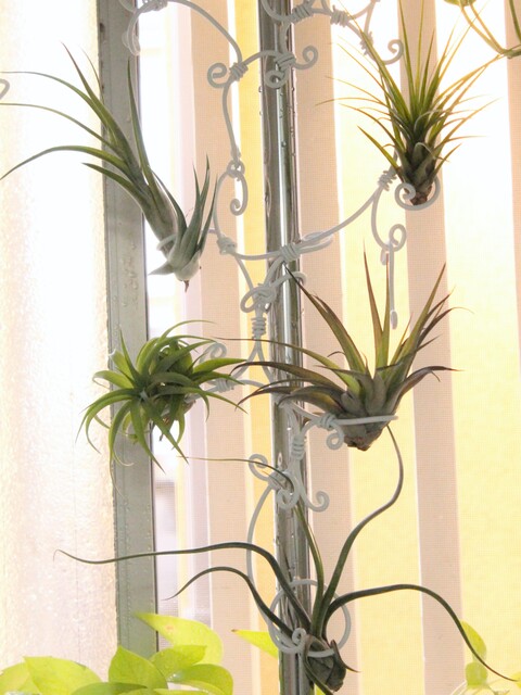 ワイヤークラフトで エアプランツと観葉植物を浴室ディスプレイ 暮らしニスタ ワイヤークラフトで エアプランツと観葉植物を浴室ディスプレイ 暮らしニスタ