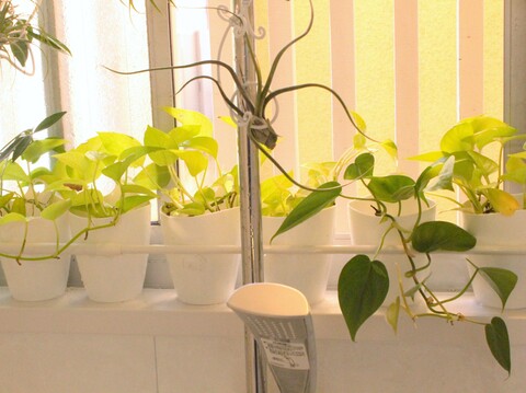 ワイヤークラフトで エアプランツと観葉植物を浴室ディスプレイ 暮らしニスタ ワイヤークラフトで エアプランツと観葉植物を浴室ディスプレイ 暮らしニスタ