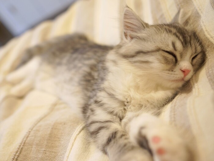【看板猫ランキング2015】猫がおもてなし＆添い寝してくれるホテルはココ♡