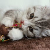 子猫の育て方で困ったときの対処方法☆