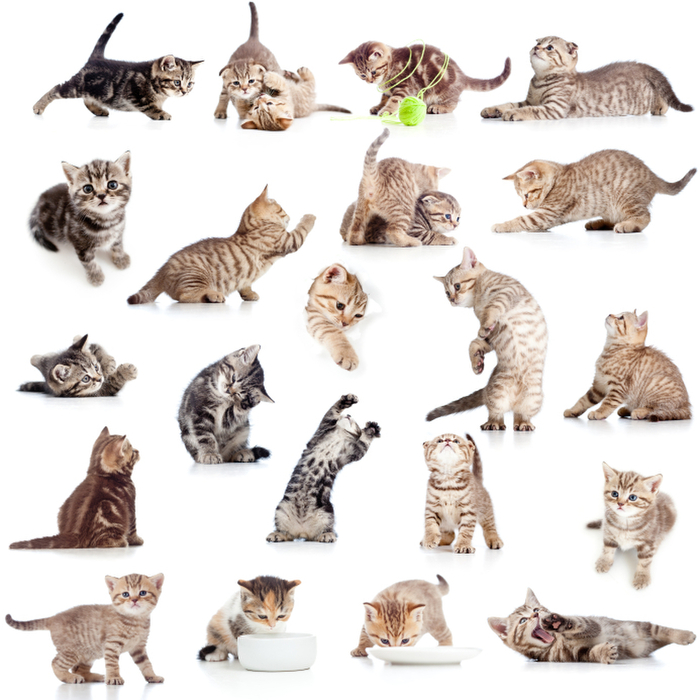 【猫を飼う前に】猫の種類や飼い方がすぐわかる記事のまとめ1０選♪