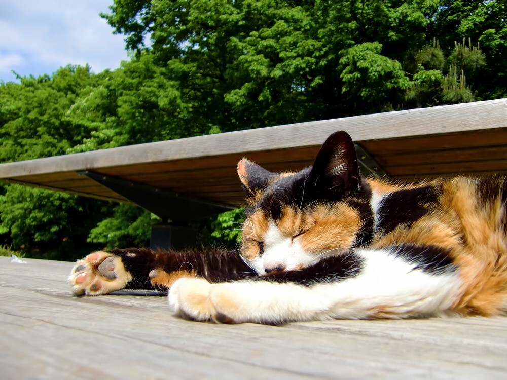 人生はニャンとかなる！猫が教えるストレスフリーに生きるための10の方法