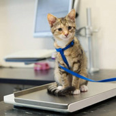 【猫の糖尿病】メタボな猫が急増中！猫の糖尿病の早期発見のポイント