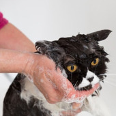 お風呂を嫌がる猫のために！猫をお風呂に入れるための3Step
