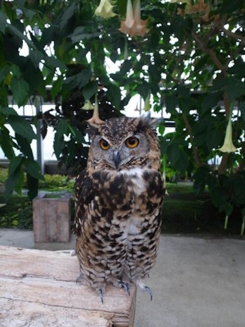 ☆フクロウの飼い方は？