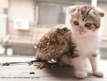 『フクロウの飼育』猫とも相性バッチリ?今大人気フクロウの飼い方とは