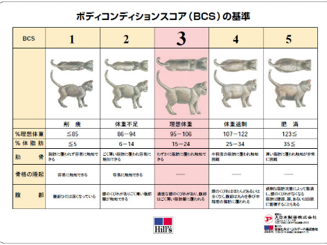 ◆猫の肥満はどうやってわかるの？